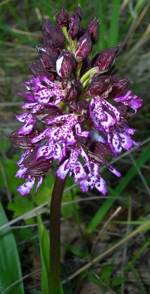 Orchidee dell''IBA - Fiume Biferno (CB)